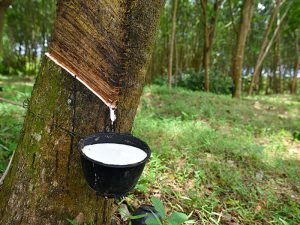 Natural latex maerial
